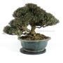 Trachelospermum asiaticum bonsai 07.