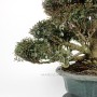 Trachelospermum asiaticum bonsai 07.