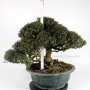 Trachelospermum asiaticum bonsai 07.