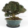 Trachelospermum asiaticum bonsai 07.