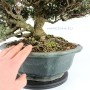 Trachelospermum asiaticum bonsai 07.