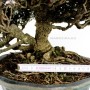 Trachelospermum asiaticum bonsai 07.