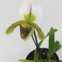 Paphiopedilum hybrid 02.