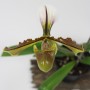 Paphiopedilum hybrid 5.