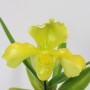 Paphiopedilum hybrid 9.