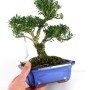 Buxus harlandii bonsai 15.