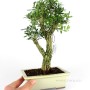 Buxus harlandii bonsai 21.