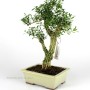 Buxus harlandii bonsai 21.