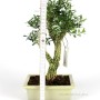 Buxus harlandii bonsai 21.