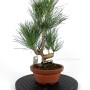 Pinus thunbergii shohin bonsai alapanyag 17.