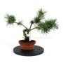 Pinus sylvestris shohin bonsai alapanyag 12.