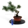 Pinus sylvestris shohin bonsai alapanyag 12.