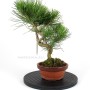 Pinus thunbergii shohin bonsai alapanyag 15.