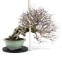 Carpinus coreana bonsai neagari - han kengai stílusban