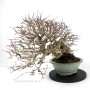 Carpinus coreana bonsai neagari - han kengai stílusban