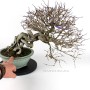 Carpinus coreana bonsai neagari - han kengai stílusban