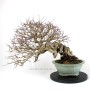 Carpinus coreana bonsai neagari - han kengai stílusban