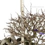 Carpinus coreana bonsai neagari - han kengai stílusban