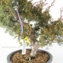 Juniperus chinensis 'Kishu' bonsai alapanyag 01