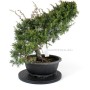 Juniperus chinensis 'Kishu' bonsai alapanyag 01