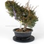 Juniperus chinensis 'Kishu' bonsai alapanyag 01