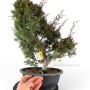 Juniperus chinensis 'Kishu' bonsai alapanyag 01