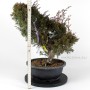 Juniperus chinensis 'Kishu' bonsai alapanyag 01