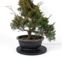 Juniperus chinensis 'Kishu' bonsai alapanyag 01