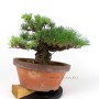 Pinus thunbergii - Kifu Kuromatsu bonsai