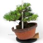 Pinus thunbergii - Kifu Kuromatsu bonsai