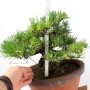 Pinus thunbergii - Kifu Kuromatsu bonsai