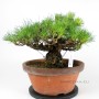 Pinus thunbergii - Kifu Kuromatsu bonsai