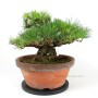 Pinus thunbergii - Kifu Kuromatsu bonsai