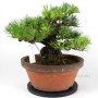 Pinus thunbergii - Kifu Kuromatsu bonsai