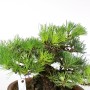 Pinus thunbergii - Kifu Kuromatsu bonsai