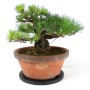 Pinus thunbergii - Kifu Kuromatsu bonsai