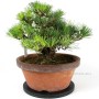 Pinus thunbergii - Kifu Kuromatsu bonsai