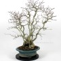 Többtörzsű Carpinus coreana bonsai