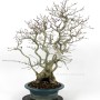 Többtörzsű Carpinus coreana bonsai