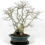 Többtörzsű Carpinus coreana bonsai