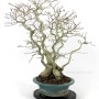 Többtörzsű Carpinus coreana bonsai