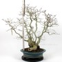 Többtörzsű Carpinus coreana bonsai