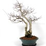 Dupla törzsű Carpinus coreana bonsai 