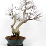 Dupla törzsű Carpinus coreana bonsai 