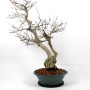 Dupla törzsű Carpinus coreana bonsai 