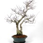 Dupla törzsű Carpinus coreana bonsai 