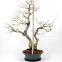 Dupla törzsű Carpinus coreana bonsai 