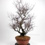 Ulmus parvifolia 'Hokkaido' bonsai alapanyag