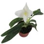 Paphiopedilum delenatii album