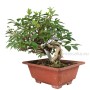 Forsythia koreana bonsai alapanyag neagari stílusban